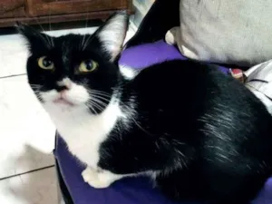 Gato raça SRD idade 2 a 6 meses nome LILI