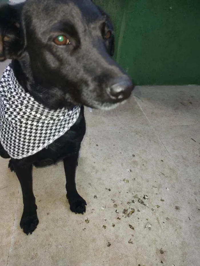 Cachorro ra a SRD idade 1 ano nome Romênia 