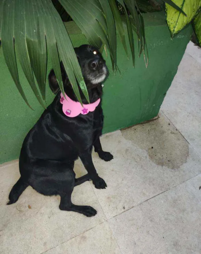 Cachorro ra a SRD idade 1 ano nome Romênia 