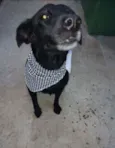 Romênia