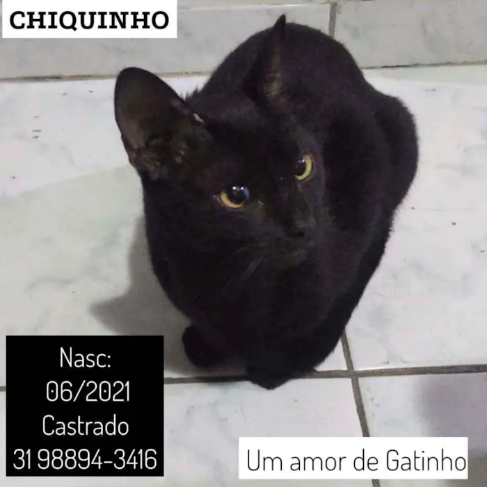 Gato raça SRD idade 2 a 6 meses nome CHIQUINHO