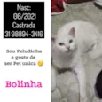 BOLINHA