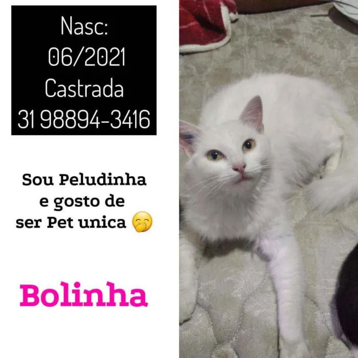 Gato raça MIX DE ANGORÁ idade 7 a 11 meses nome BOLINHA
