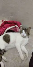 BELA