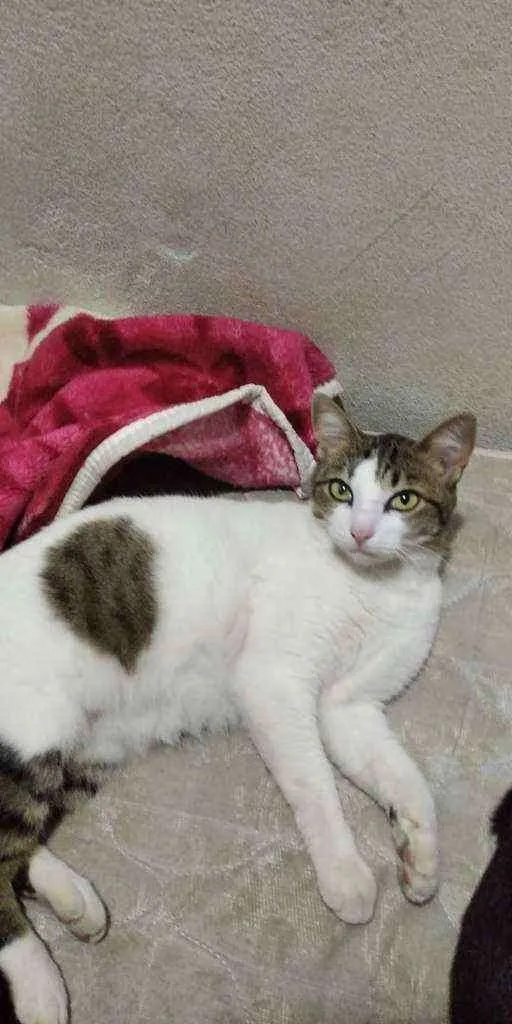 Gato raça SRD idade 7 a 11 meses nome BELA