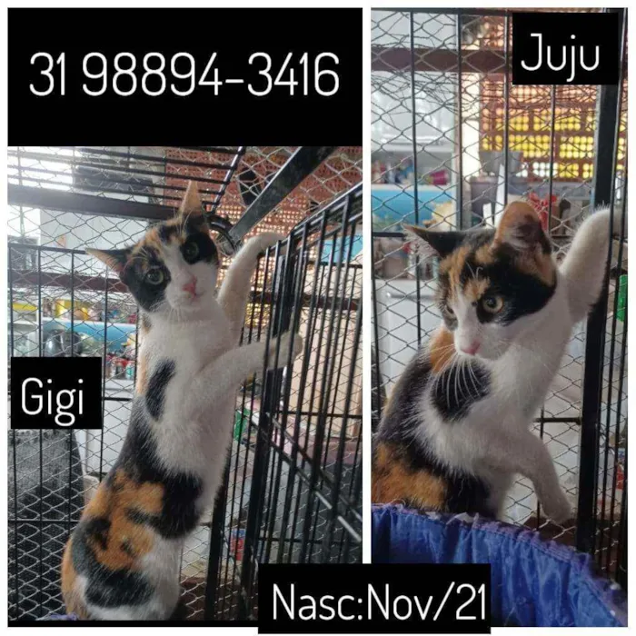 Gato raça SRD idade 2 a 6 meses nome GIGI e JUJU