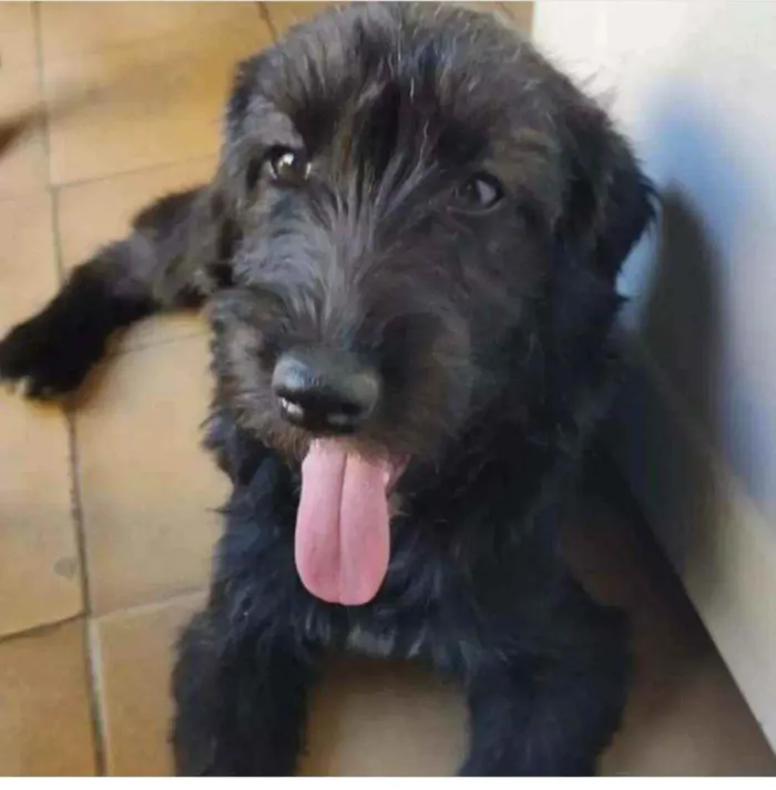 Cachorro ra a SRD idade 1 ano nome Fênix 