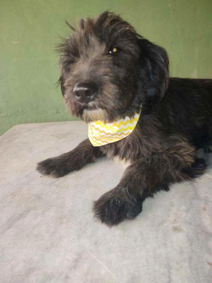 Cachorro ra a SRD idade 1 ano nome Fênix 