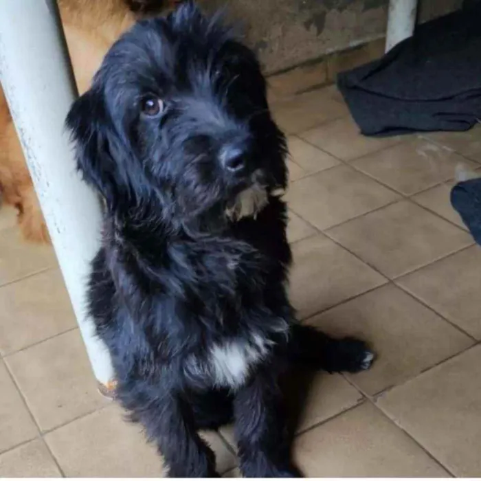 Cachorro ra a SRD idade 1 ano nome Fênix 