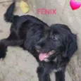 Fênix 