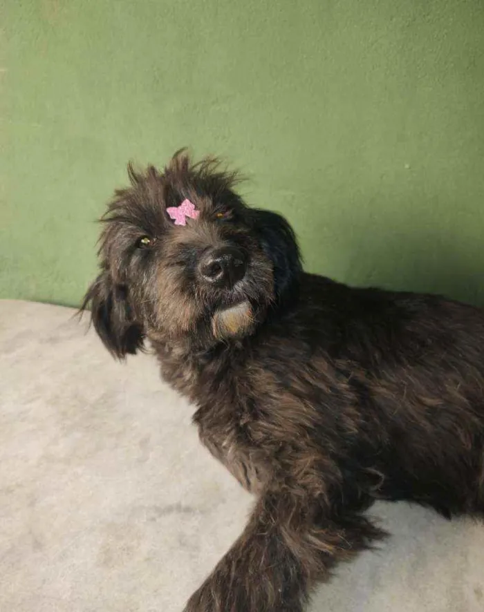 Cachorro ra a SRD idade 1 ano nome Fênix 