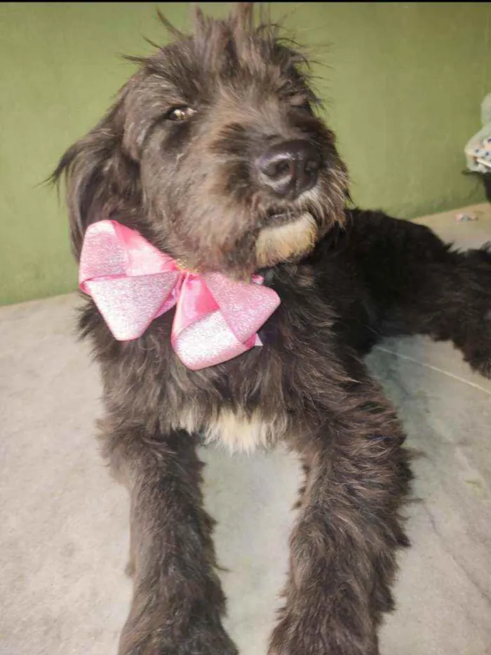 Cachorro ra a SRD idade 1 ano nome Fênix 