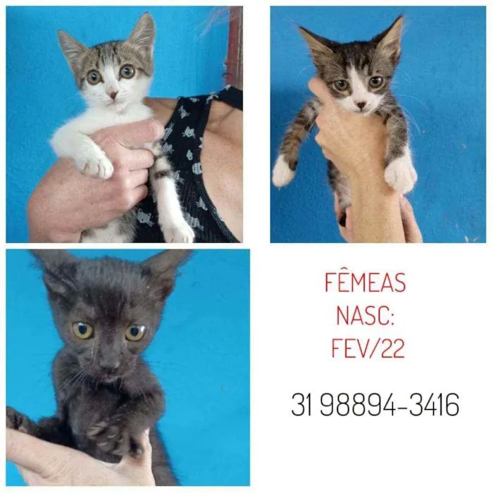Gato raça SRD idade 2 a 6 meses nome AINDA NÃO TEM NOME