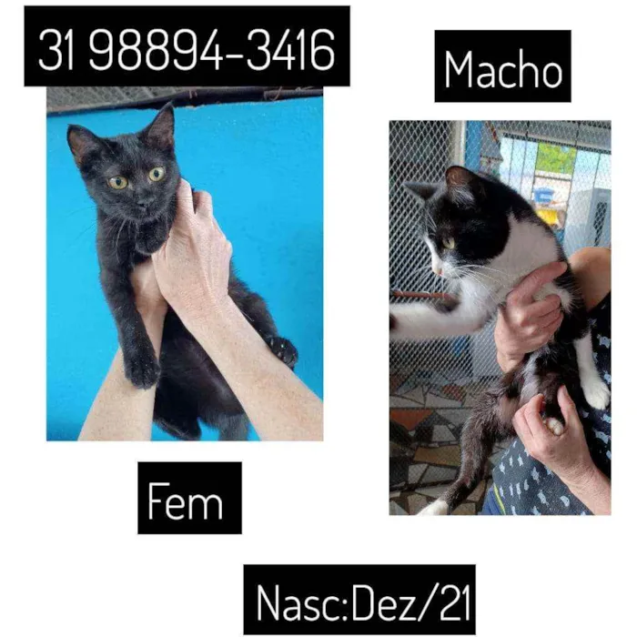 Gato raça SRD idade 2 a 6 meses nome SEM NOMES