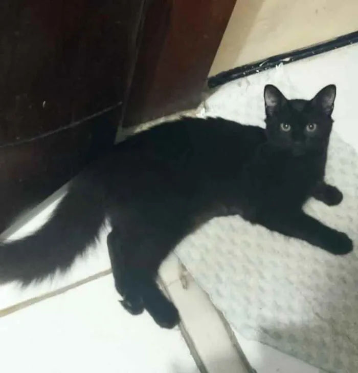 Gato ra a Indefinida  idade 2 anos nome Badu 