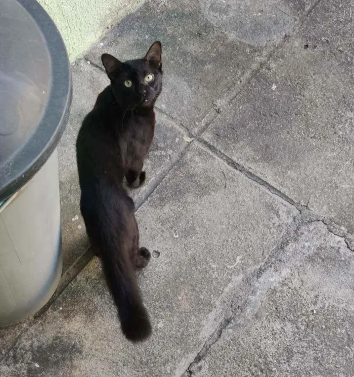 Gato ra a Indefinida  idade 2 anos nome Badu 