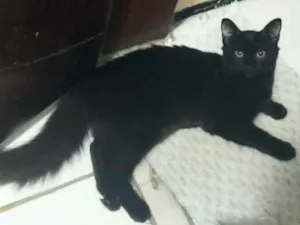 Gato raça Indefinida  idade 2 anos nome Badu 