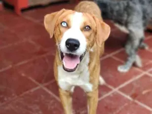 Cachorro raça SRD  idade 7 a 11 meses nome Zoio