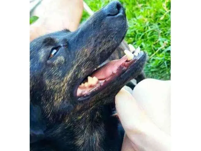 Cachorro ra a Vira lata idade 1 ano nome Dark 