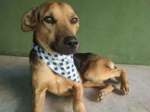 Cachorro raça SRD idade 1 ano nome Bart