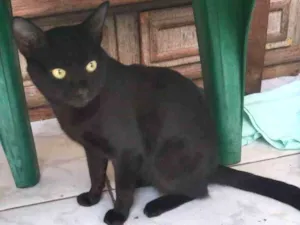 Gato raça SRD idade 7 a 11 meses nome PANTERA