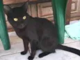 PANTERA