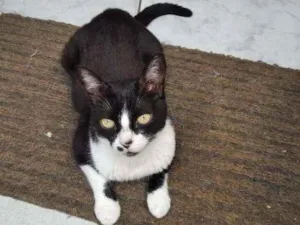 Gato raça SRD idade 6 ou mais anos nome PEPA
