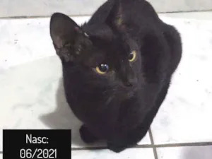 Gato raça SRD idade 2 a 6 meses nome CHIQUINHO