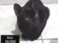 CHIQUINHO