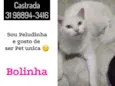BOLINHA