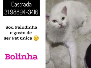 Gato raça MIX DE ANGORÁ idade 7 a 11 meses nome BOLINHA