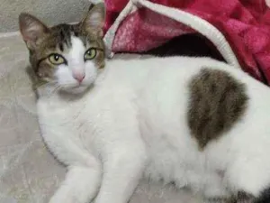 Gato raça SRD idade 7 a 11 meses nome BELA
