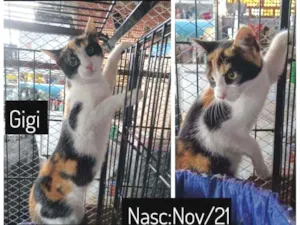 Gato raça SRD idade 2 a 6 meses nome GIGI e JUJU