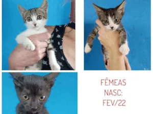 Gato raça SRD idade 2 a 6 meses nome AINDA NÃO TEM NOME