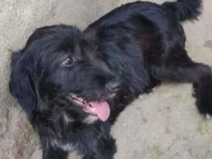 Cachorro raça SRD idade 1 ano nome Fênix 