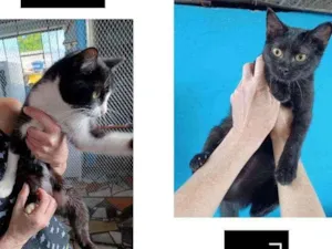Gato raça SRD idade 2 a 6 meses nome SEM NOMES