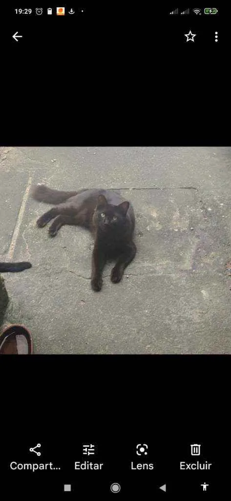 Gato ra a Indefinida  idade 2 anos nome Badu 