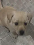 Cachorro raça SRD  idade Abaixo de 2 meses nome Sem Nome