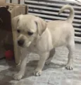 Cachorro raça SRD  idade Abaixo de 2 meses nome Sem Nome
