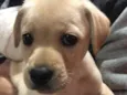 Cachorro raça SRD  idade Abaixo de 2 meses nome Sem Nome