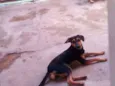 pipoca