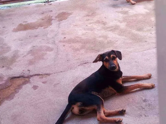 Cachorro raça Viralata idade 3 anos nome pipoca