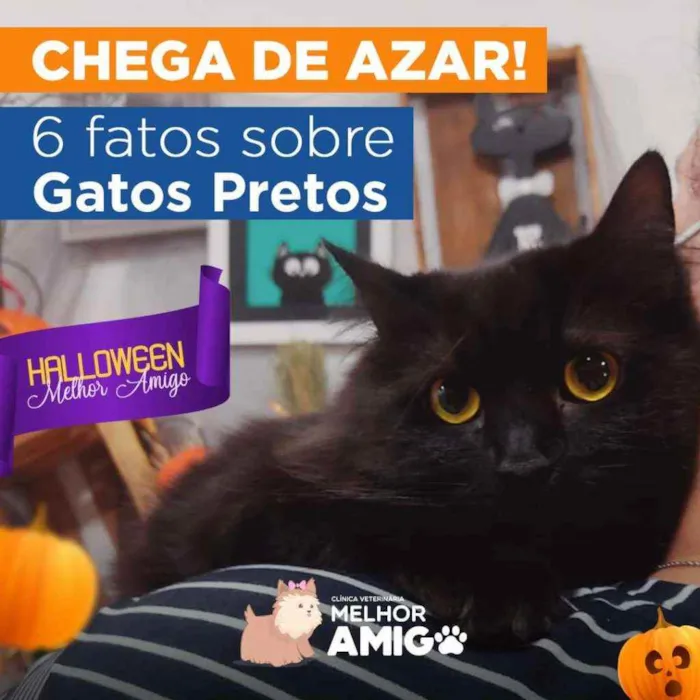 Gato ra a Bem peludo idade 4 anos nome Niguinho