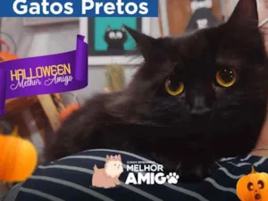 Gato raça Bem peludo idade 4 anos nome Niguinho
