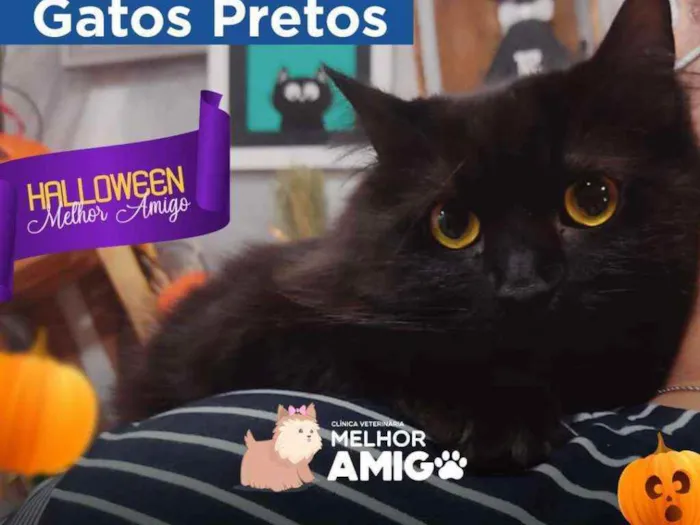 Gato ra a Bem peludo idade 4 anos nome Niguinho