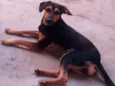pipoca