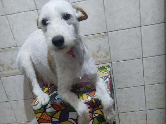 Cachorro ra a SRD idade 1 ano nome Branquinha