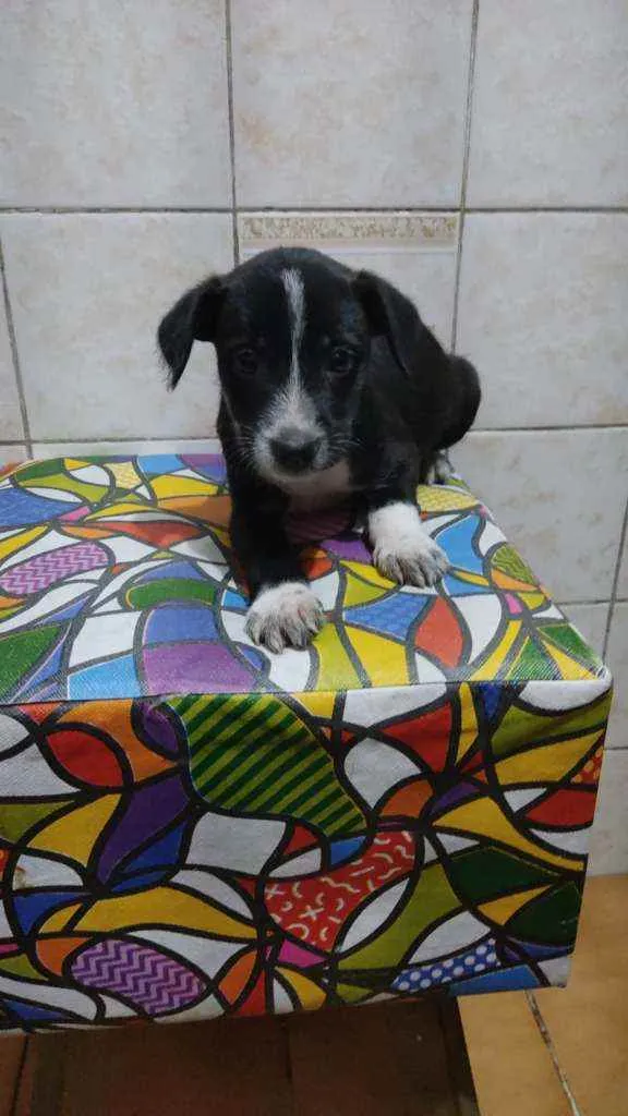 Cachorro ra a SRD idade Abaixo de 2 meses nome Sem nome