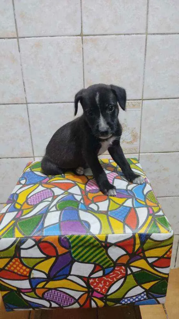 Cachorro ra a SRD idade Abaixo de 2 meses nome Sem nome