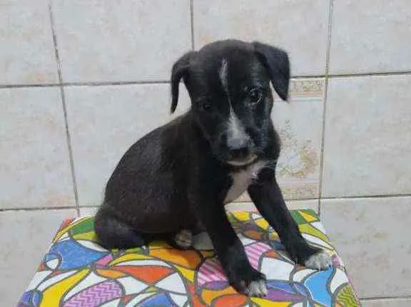 Cachorro ra a SRD idade Abaixo de 2 meses nome Sem nome